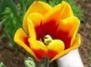 tulipes.jpeg