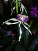 orchidées.jpg